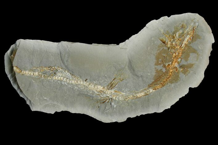 Fossil Capelin Fish (Mallotus) Nodule - Canada #136150